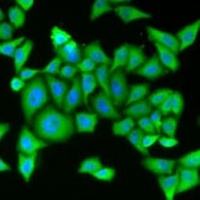 Striatin-3 Rabbit Polyclonal Antibody