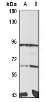 Striatin-3 Rabbit Polyclonal Antibody