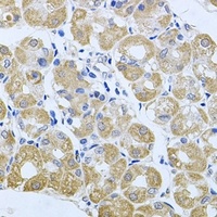 Striatin-3 Rabbit Polyclonal Antibody