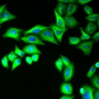 Striatin-3 Rabbit Polyclonal Antibody