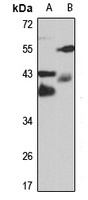 Syntaxin-7 Rabbit Polyclonal Antibody