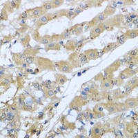 Syntaxin-7 Rabbit Polyclonal Antibody