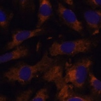 SUCLG2 Antibody