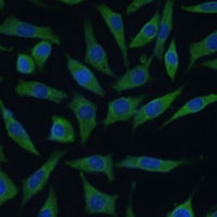 SUMF2 Rabbit Polyclonal Antibody