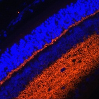 Synaptotagmin-1 Rabbit Polyclonal Antibody