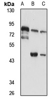 Synaptotagmin-6 Rabbit Polyclonal Antibody
