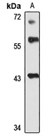 SYT7 Rabbit Polyclonal Antibody