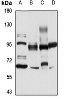 TAS1R3 Rabbit Polyclonal Antibody