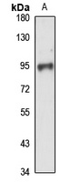 TCF25 Rabbit Polyclonal Antibody