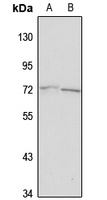 ICB1 Rabbit Polyclonal Antibody