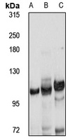 TMEM132D Rabbit Polyclonal Antibody