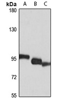 Transportin 1 Rabbit Polyclonal Antibody