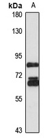 TNS4 Rabbit Polyclonal Antibody