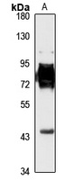 TRAFD1 Rabbit Polyclonal Antibody