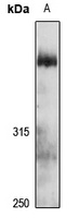 UBR4 Rabbit Polyclonal Antibody