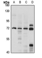 UNC93B1 Rabbit Polyclonal Antibody