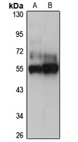 WDR12 Rabbit Polyclonal Antibody
