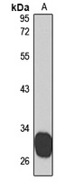 WNT9A Rabbit Polyclonal Antibody