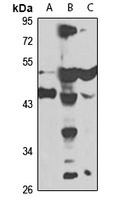 YARS2 Rabbit Polyclonal Antibody