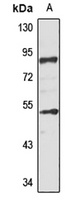ZFYVE1 Rabbit Polyclonal Antibody