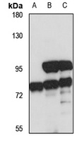 ZNF182 Rabbit Polyclonal Antibody