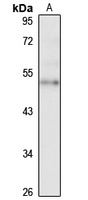 ZNF19 Rabbit Polyclonal Antibody