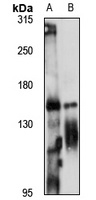 ZNF423 Rabbit Polyclonal Antibody