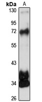 ZNF502 Rabbit Polyclonal Antibody