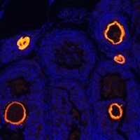 ZP3 Rabbit Polyclonal Antibody