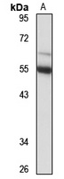 ZPR1 Rabbit Polyclonal Antibody