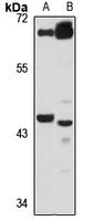ZSCAN4 Rabbit Polyclonal Antibody