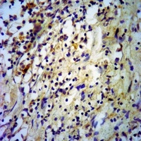 Adiponectin Antibody