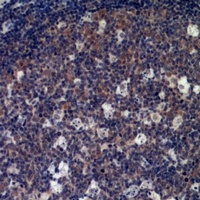 IL-33 Antibody