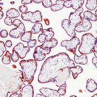 ALPP Mouse Monoclonal Antibody