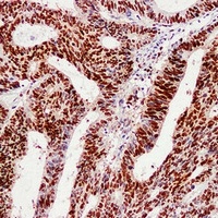 PCNA Antibody