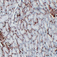 CD34 Antibody
