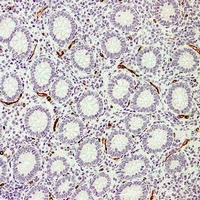 CD34 Antibody