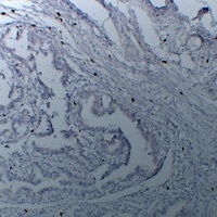 TPSAB1 Antibody