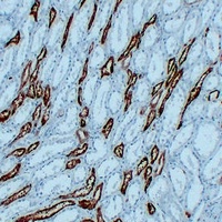 PGP9.5 Mouse Monoclonal Antibody