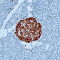 PGP9.5 Mouse Monoclonal Antibody