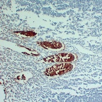 Villin Mouse Monoclonal Antibody