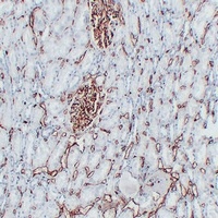 CD34 Antibody