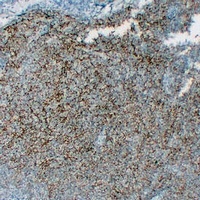 CD35 Mouse Monoclonal Antibody