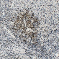 OCT2 Antibody