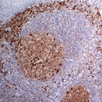 CD38 Antibody