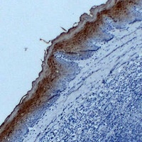 Annexin A1 Mouse Monoclonal Antibody