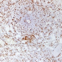 CD3e Antibody