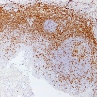 CD3e Antibody