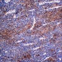 Chromogranin A Mouse Monoclonal Antibody