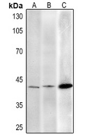 AMACR Mouse Monoclonal Antibody